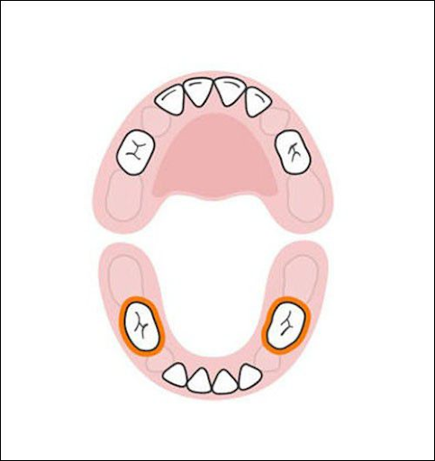 chức năng của răng là gì