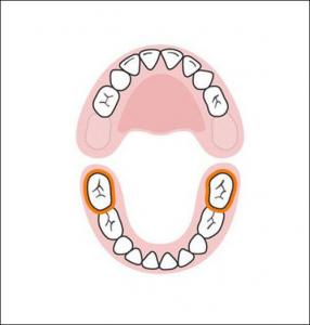 chức năng của răng là gì