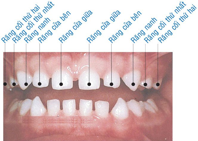 chức năng của răng